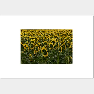 Sunflower Fields Forever Posters and Art